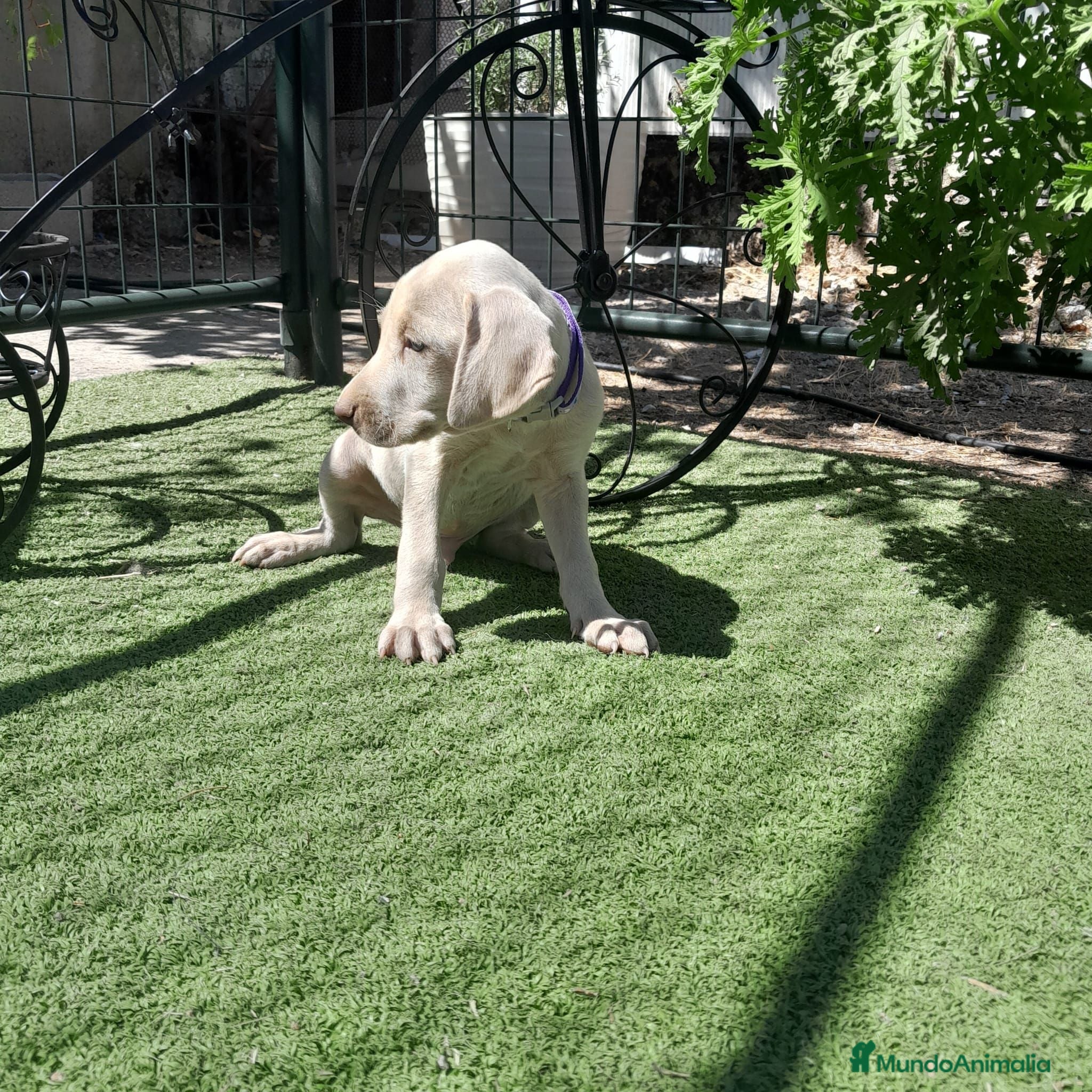 Weimaraner perros BRACO DE WEIMAR - Anuncio 2