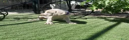 Weimaraner perros en venta: BRACO DE WEIMAR - Anuncio 2