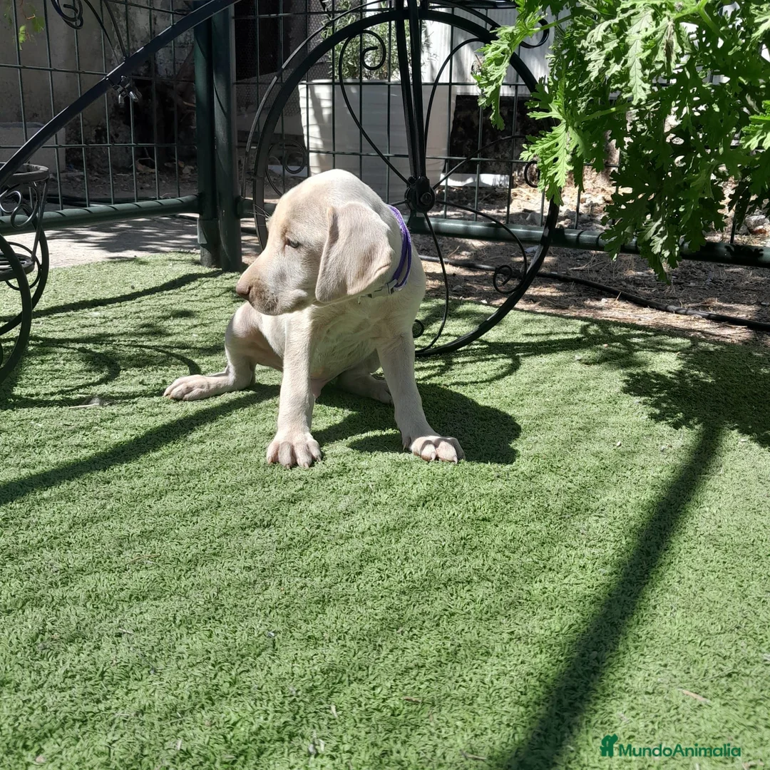 Weimaraner perros en venta: BRACO DE WEIMAR - Anuncio 2