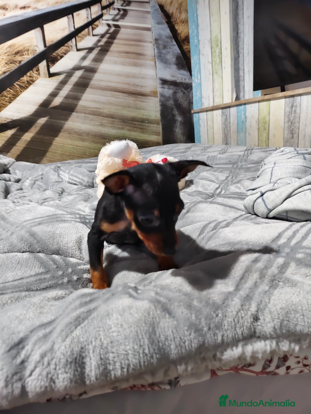 Pinscher Miniatura perros en venta: Mini pinscher macho  - Anuncio 5