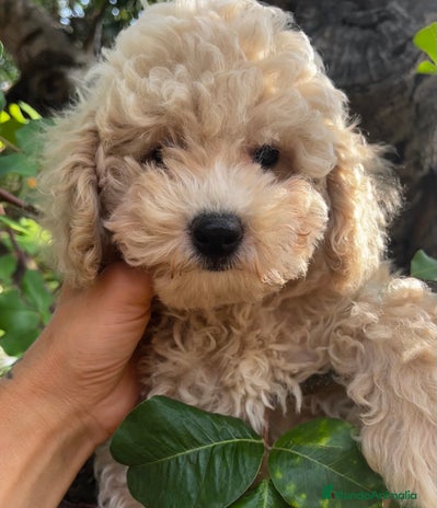 Caniche Toy perros - Anuncio 3