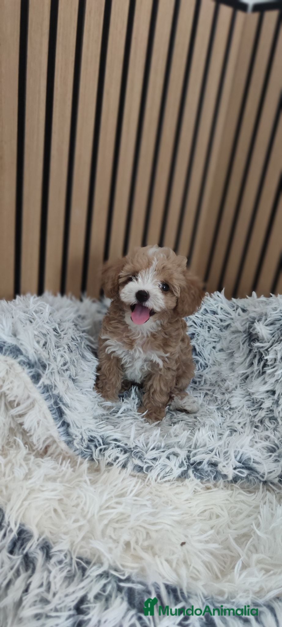 Maltipoo perros Maltipoo Toy disponibles Macho y Hembra  - Anuncio 1