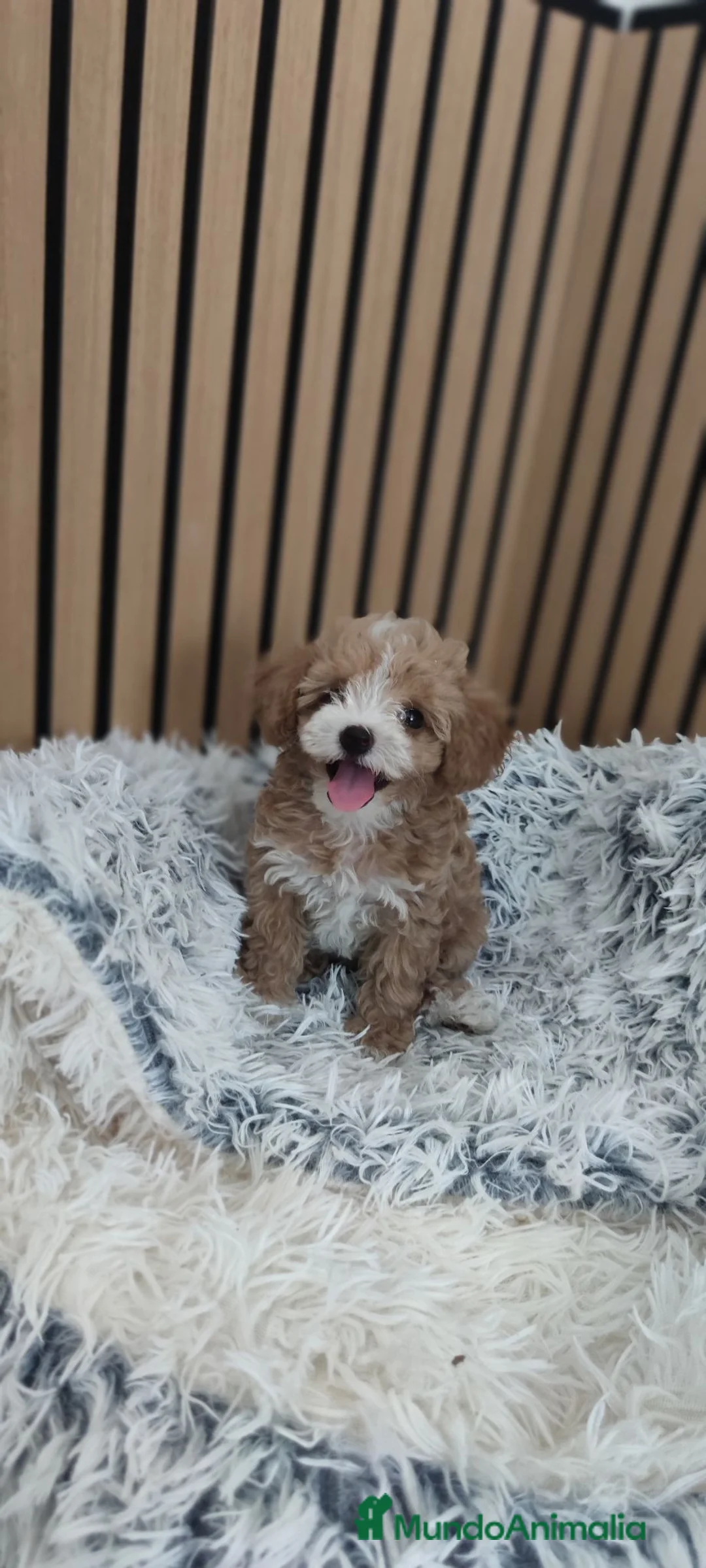 Maltipoo perros en venta: Maltipoo Toy disponibles Macho y Hembra  - Anuncio 1