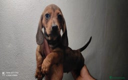 Teckel Miniatura perros en venta: Dulce bebé de Teckel Miniatura - Imagen 1