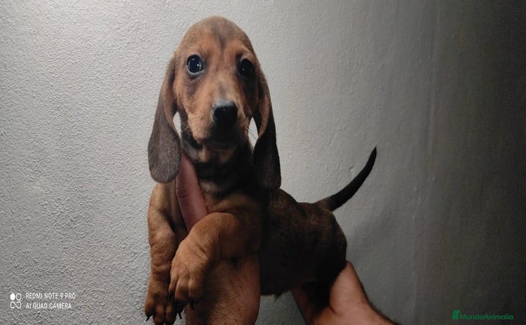 Teckel Miniatura perros - Anuncio 3