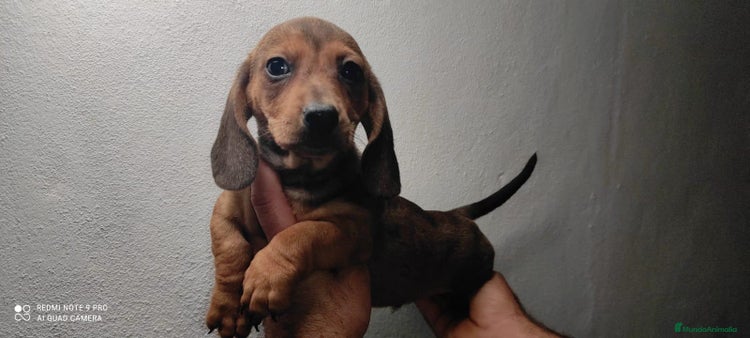 Teckel Miniatura perros - Anuncio 5