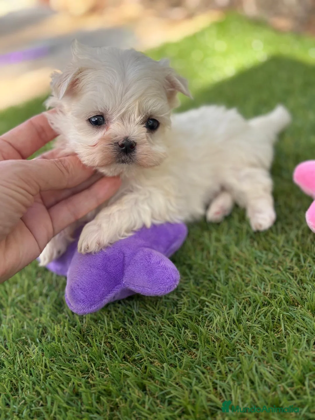 Bichón Maltés perros en venta: Bichon Maltés para entregar en breve !!! - Anuncio 1