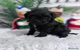 Caniche Toy perros en venta: CANICHE TOY - Anuncio 8