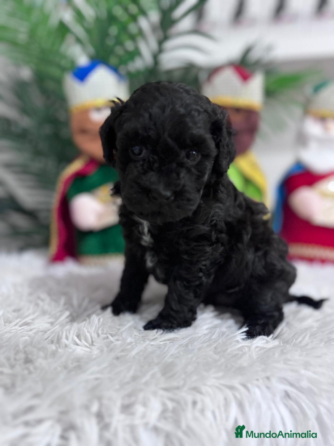 Caniche Toy perros en venta: CANICHE TOY - Anuncio 8