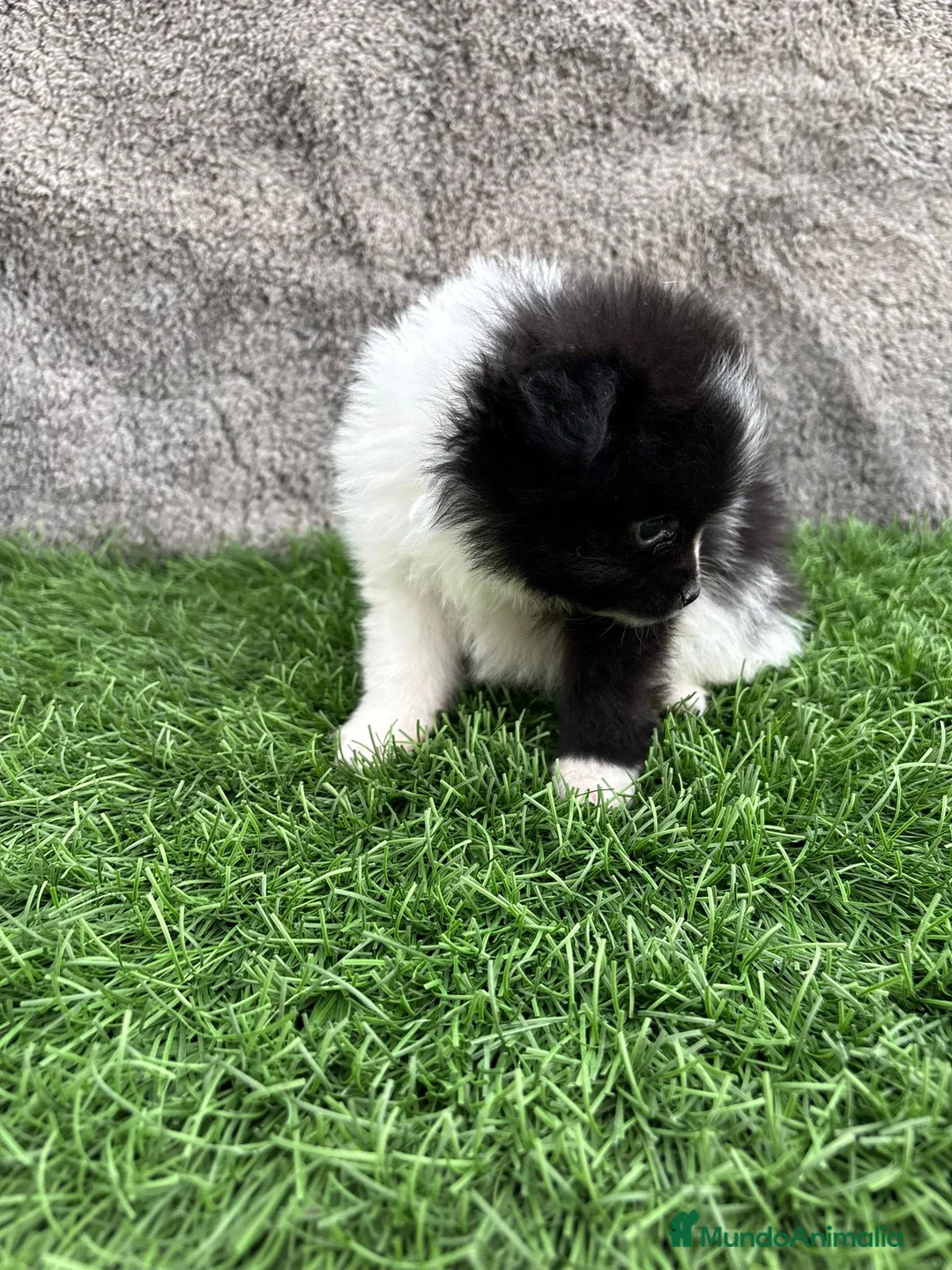 Pomerania perros en venta: Macho toy lulu de Pomerania Party negro blanco  - Anuncio 6