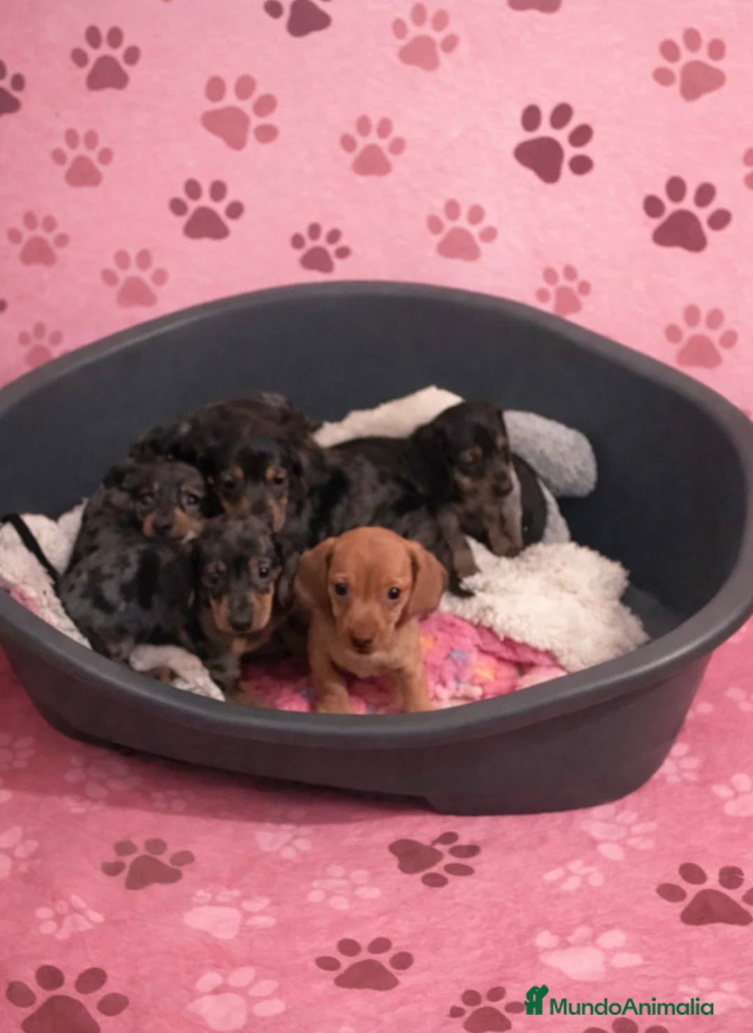 Teckel Miniatura perros en venta: Teckel miniatura  - Anuncio 1