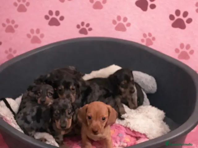 Teckel Miniatura perros en venta: Teckel miniatura - Anuncio 8