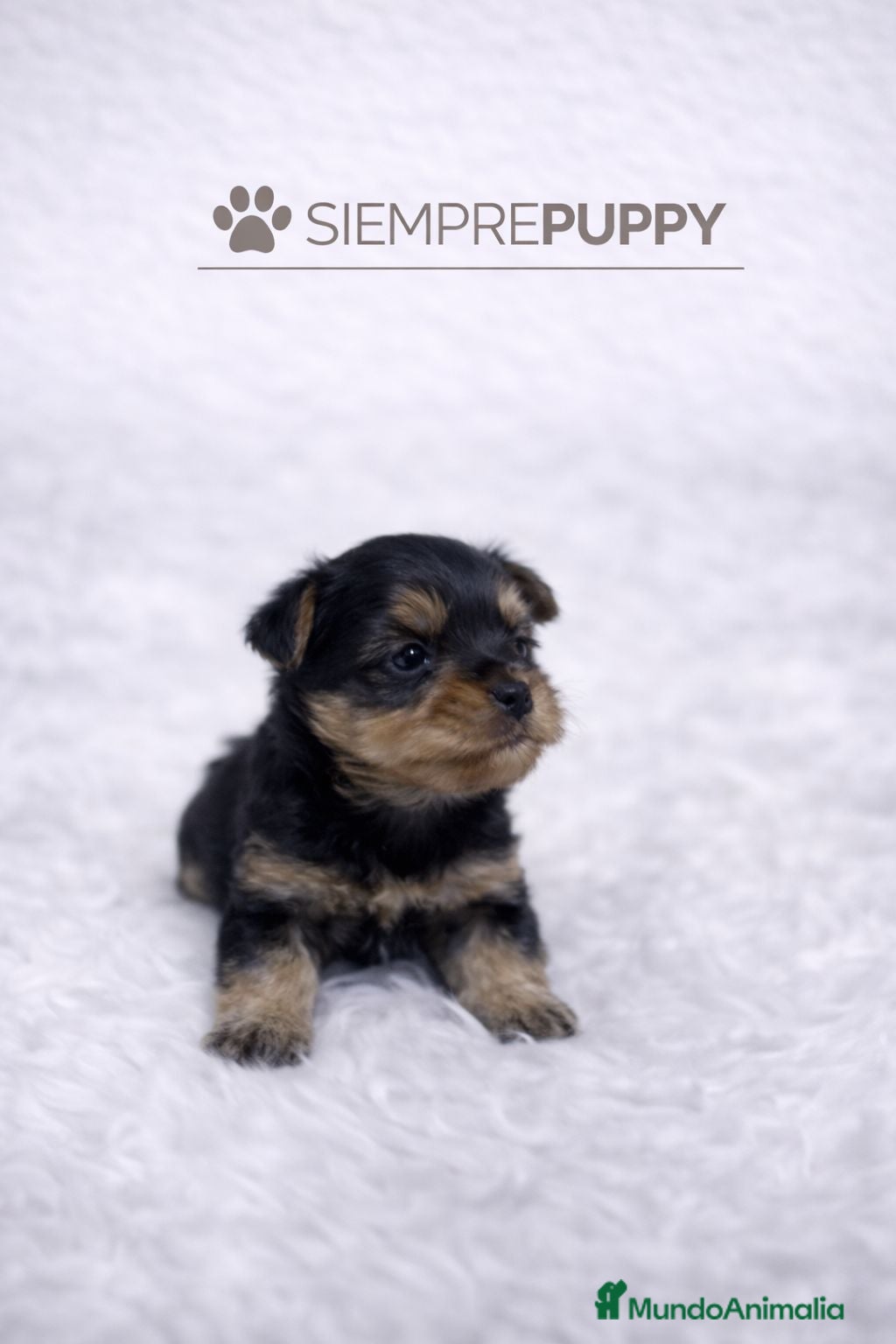 Yorkshire Terrier perros YORKSHIRE TOY - Anuncio 2