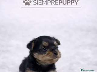 Yorkshire Terrier perros YORKSHIRE TOY - Anuncio 2