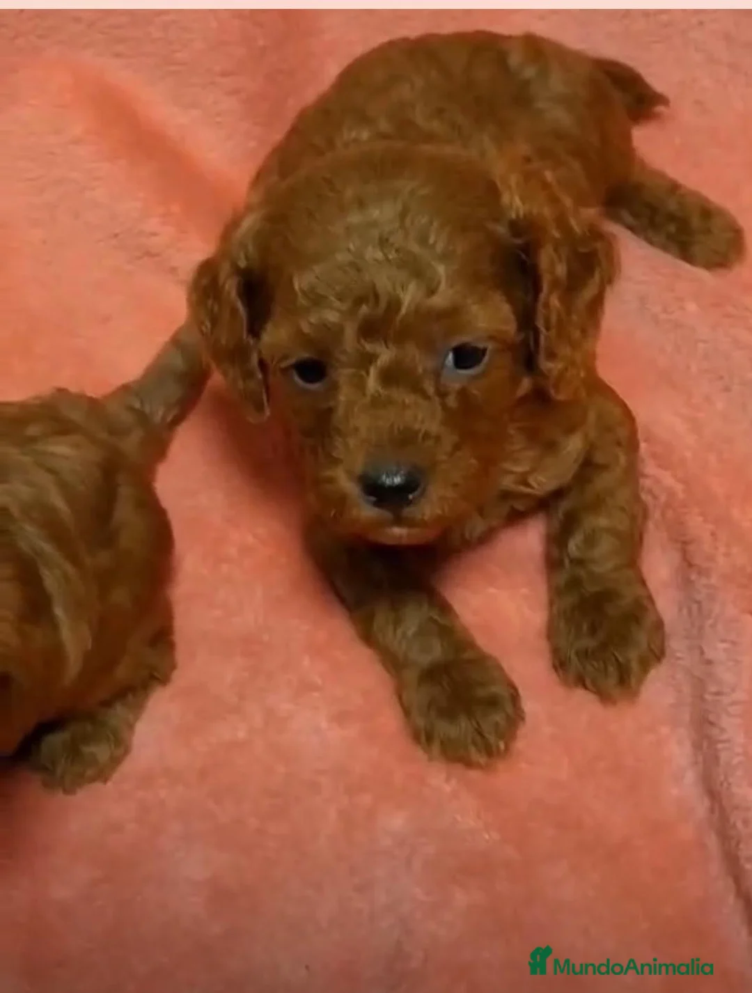 Caniche Toy perros en venta: Caniche Toy  - Anuncio 1