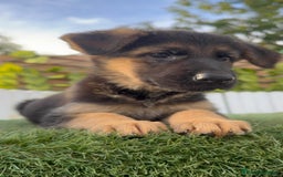 Pastor Alemán perros en venta: PASTOR ALEMAN HEMBRA - Imagen 19