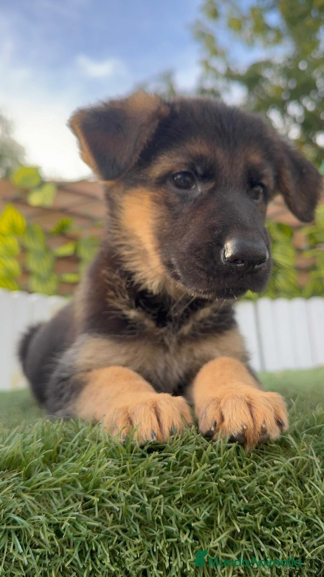 Pastor Alemán perros en venta: PASTOR ALEMAN HEMBRA - Imagen 19