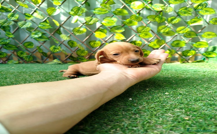 Teckel Miniatura perros - Anuncio 1