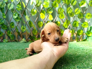 Teckel Miniatura perros - Anuncio 1