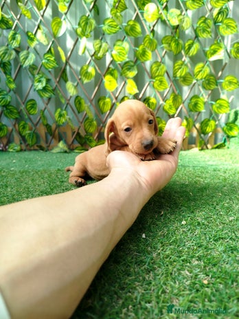 Teckel Miniatura perros - Anuncio 2