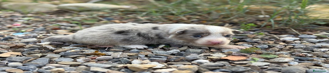 Border Collie Cachorro 1