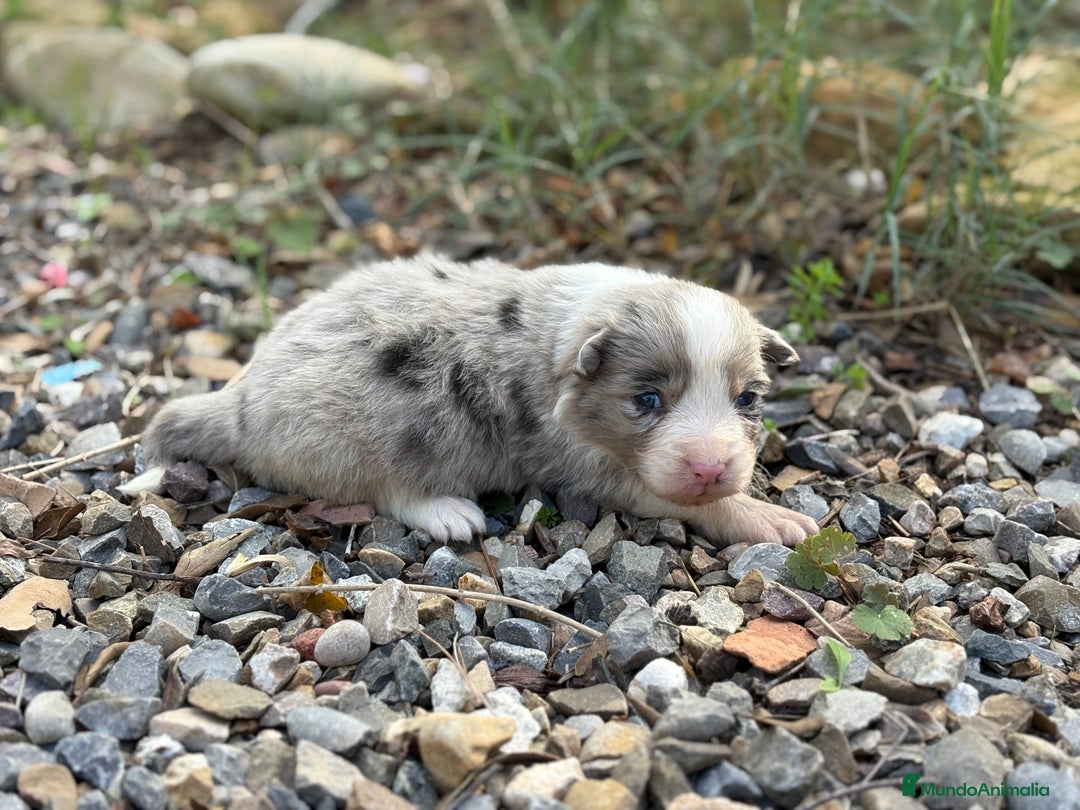 Border Collie perros en venta: 🐾 CACHORROS BORDER COLLIE DE ALTA CALIDAD 🐾 - Anuncio 2