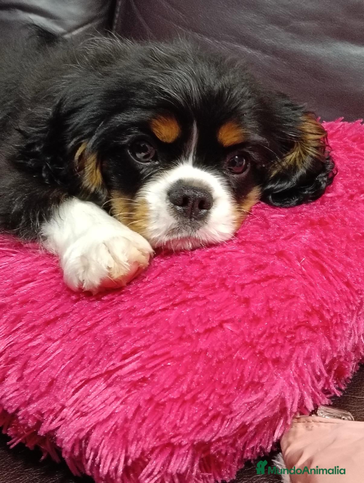 Cavalier King Charles Spaniel perros Cavalier macho tricolor  - Anuncio 2