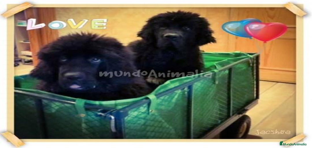 Imagen de galería {{count}}