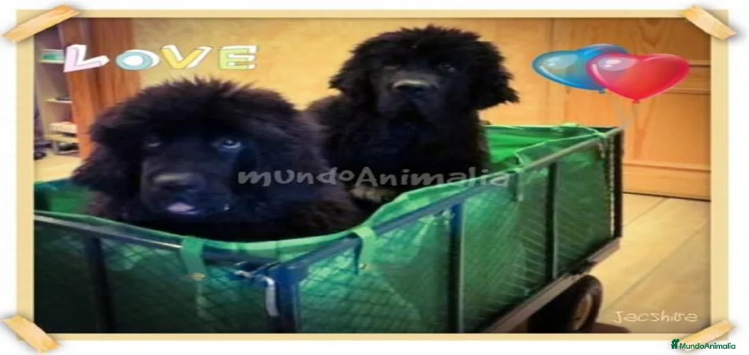 Imagen de galería {{count}}