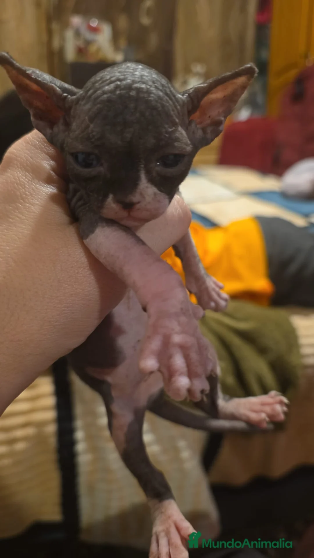 Sphynx gatos en venta: GATOS SPHYNX en Alicante - Anuncio 4