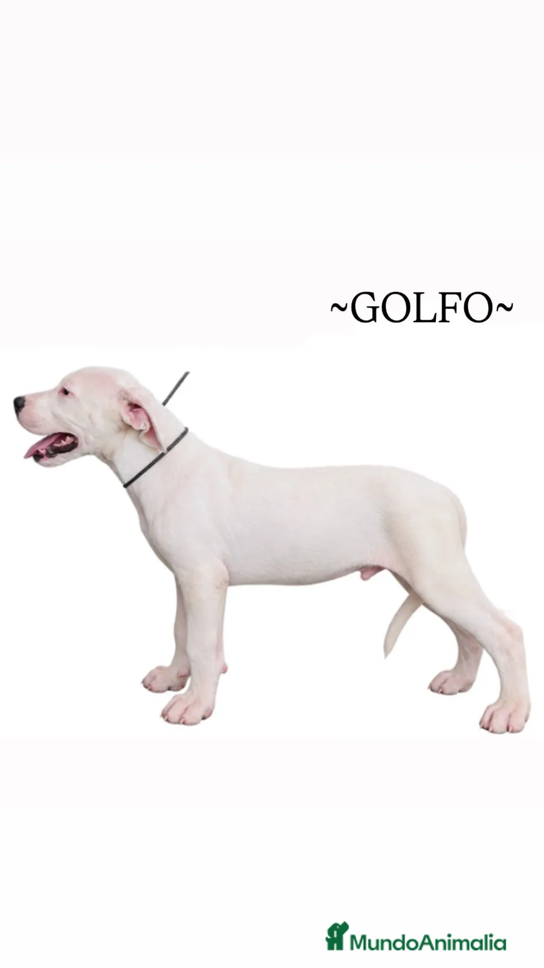 Dogo Argentino perros en venta: Disponible Machos Dogo Argentino  - Anuncio 2