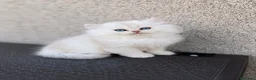 Británico de Pelo Largo gatos en venta: Gatitos British Long Hair Golden y Silver - Anuncio 8