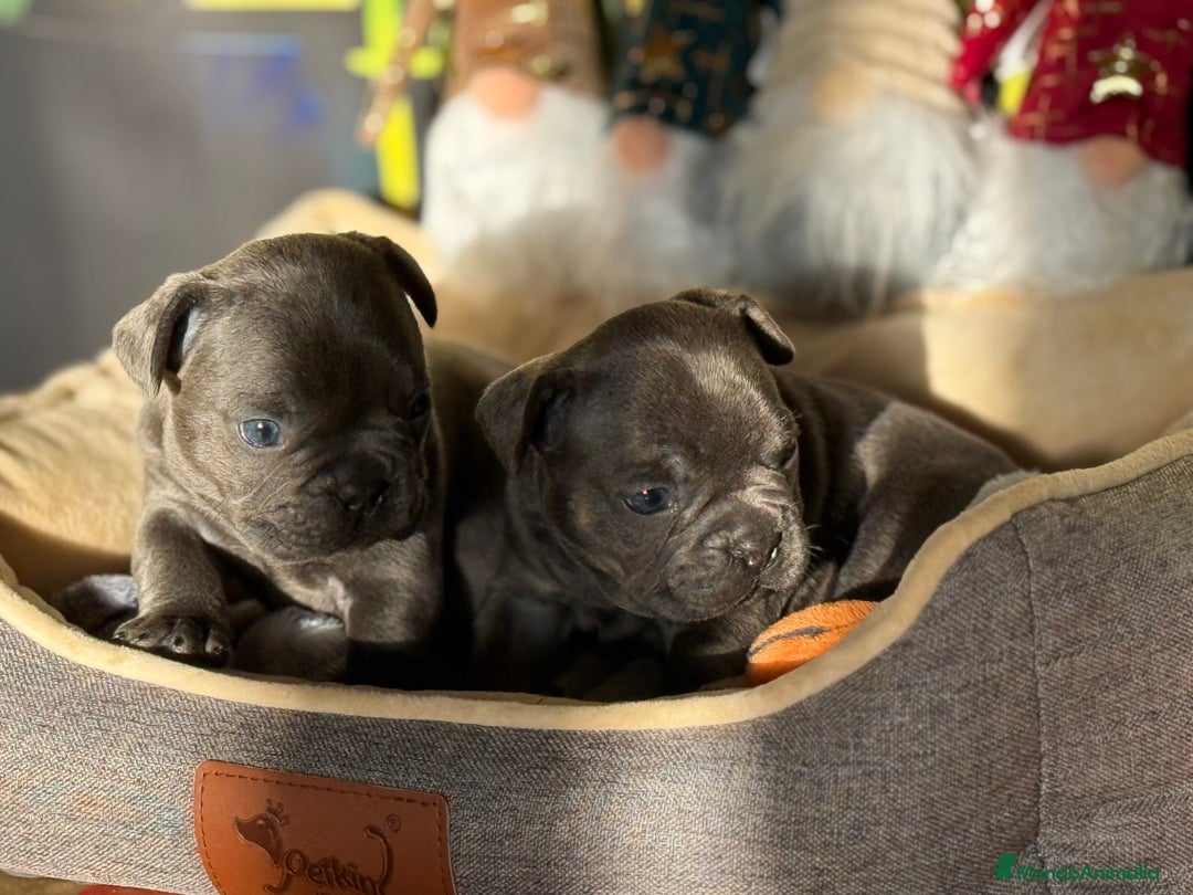 Bulldog Francés perros en venta: Bulldog francés Blue  - Anuncio 2