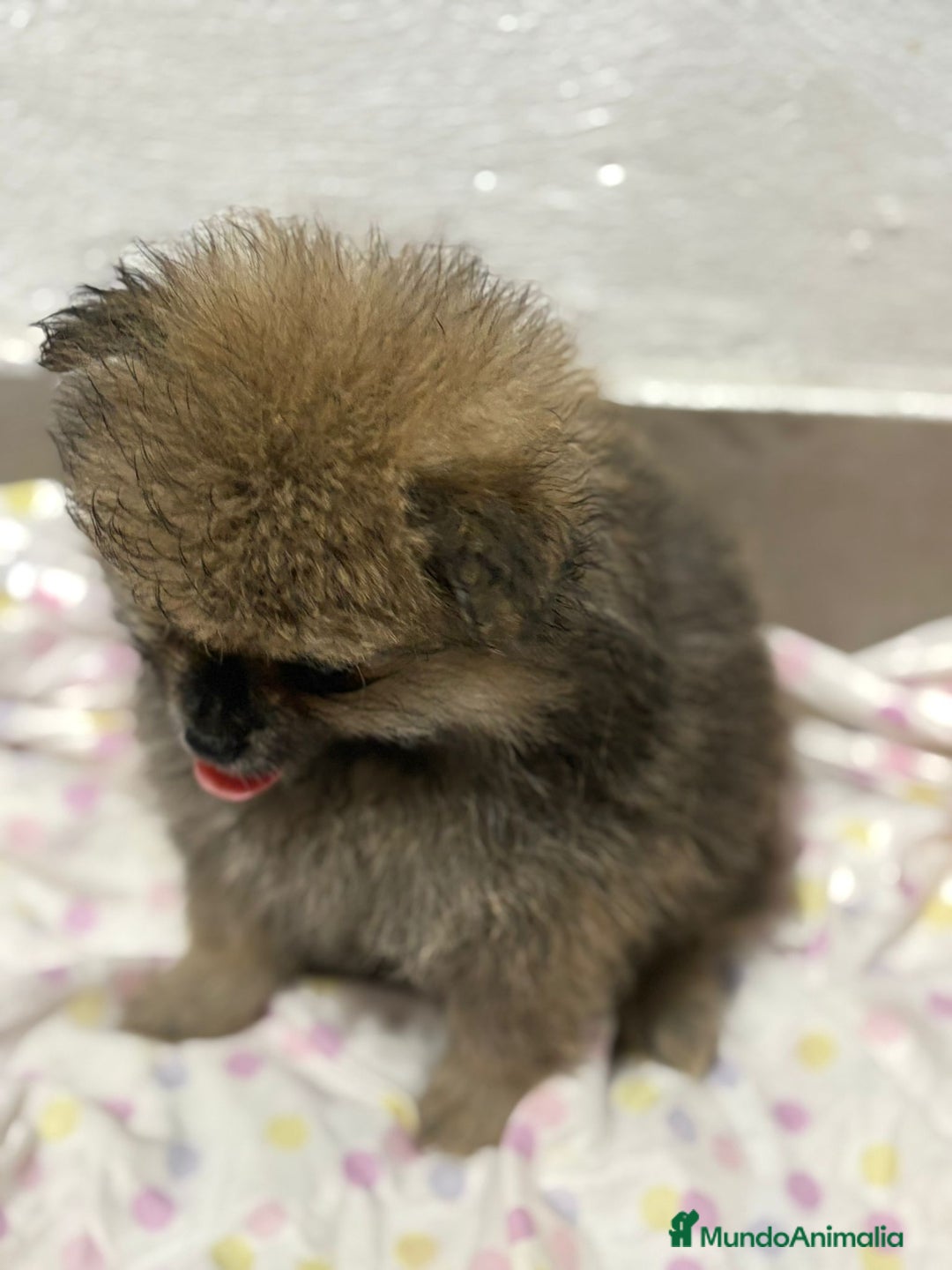 Pomerania perros en venta: Lulu pomerania mini toy  - Imagen 7