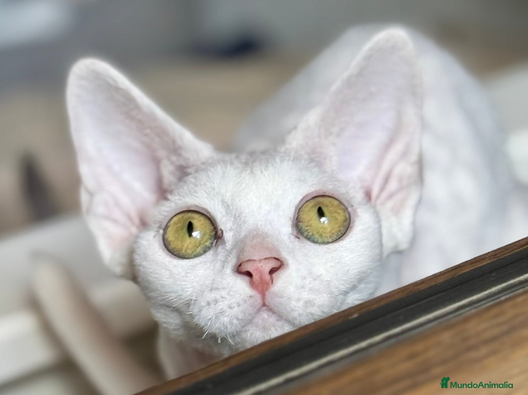 Devon Rex gatos en venta: Devon rex - Imagen 5