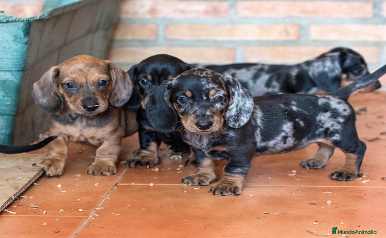 Teckel Miniatura perros - Anuncio 1