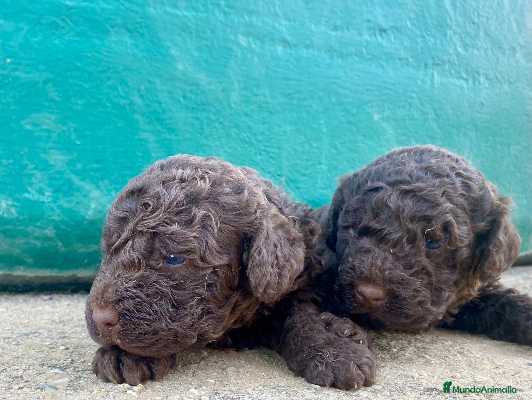 Perro de Agua Español perros Perro de Agua Español - Anuncio 2