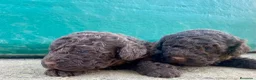 Perro de Agua Español perros en venta: Perro de Agua Español - Anuncio 2