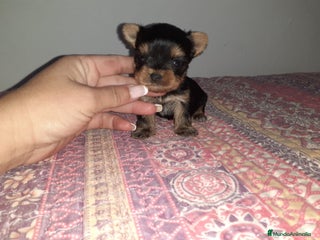 Yorkshire Terrier perros en Badajoz - Anuncio 32