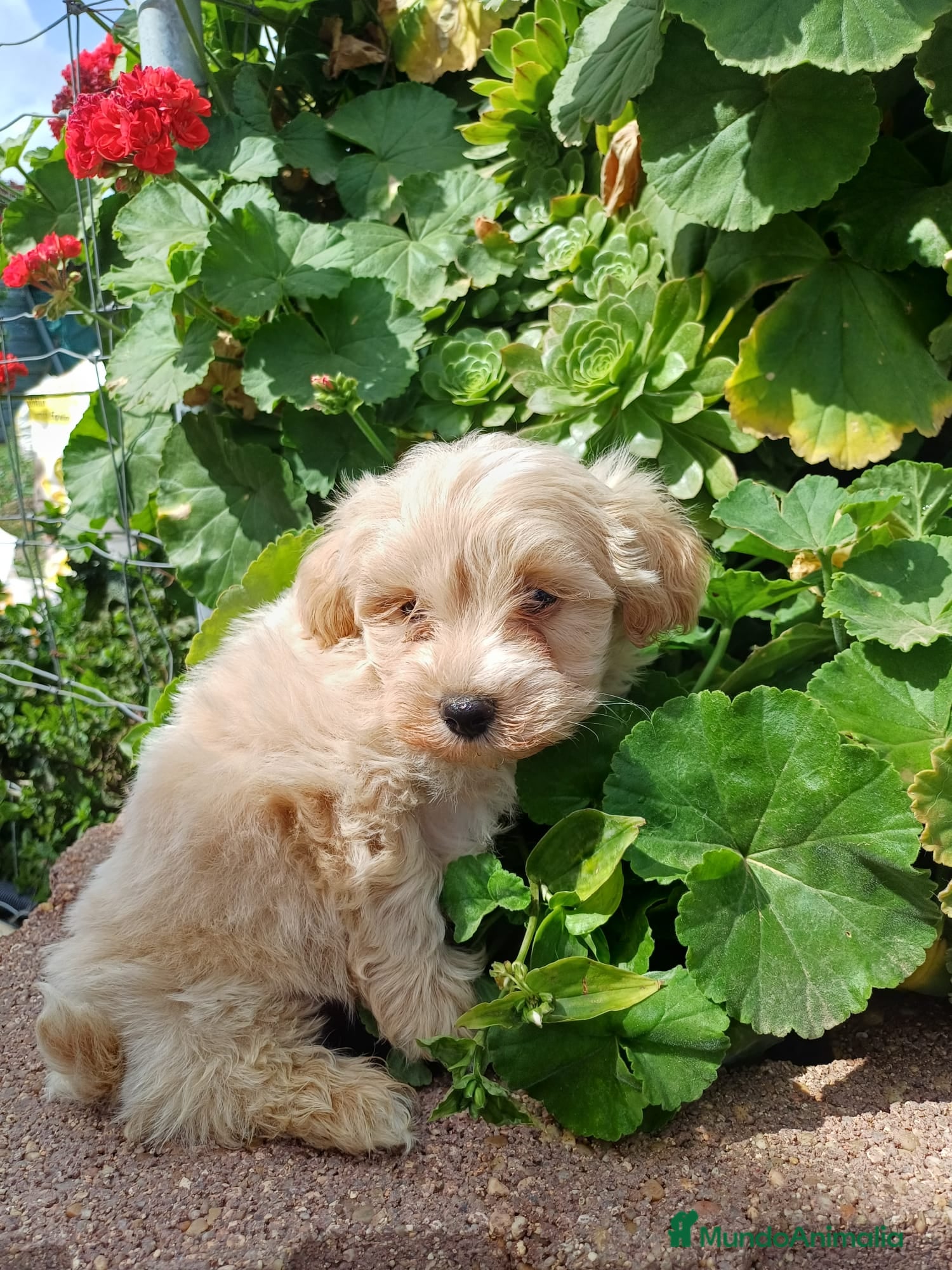 Maltipoo perros Maltipoo macho disponible  - Anuncio 1