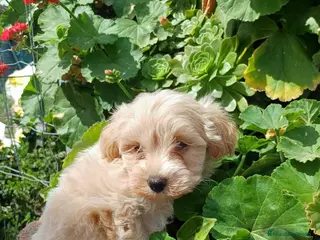 Maltipoo perros Maltipoo macho disponible - Anuncio 1