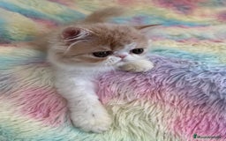Exótico de Pelo Largo gatos en venta: Gatita  - Imagen 3
