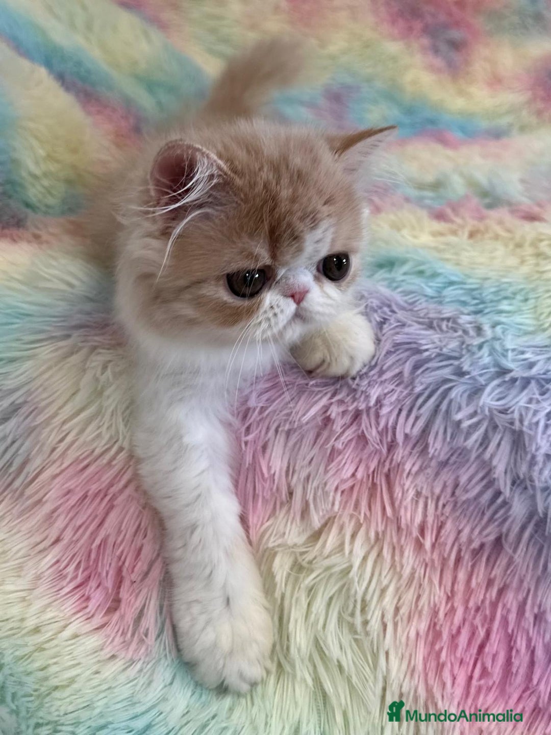 Exótico de Pelo Largo gatos en venta: Gatita  - Imagen 3