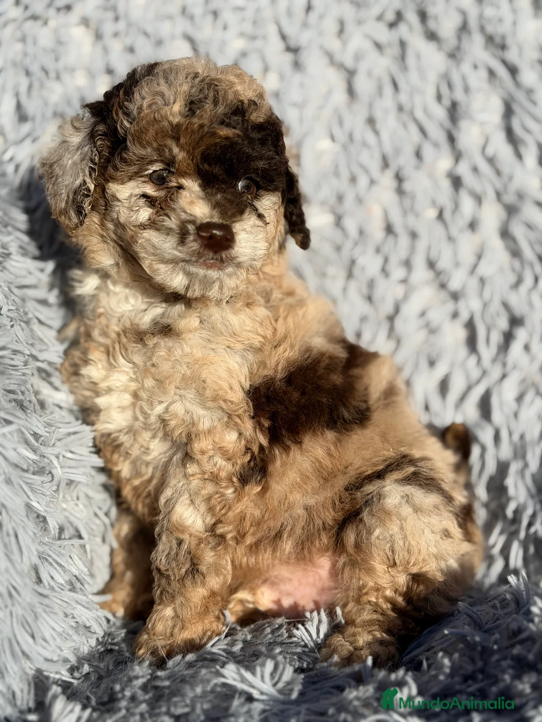 Caniche Toy perros en venta: Caniche Merle chocolate  - Anuncio 4