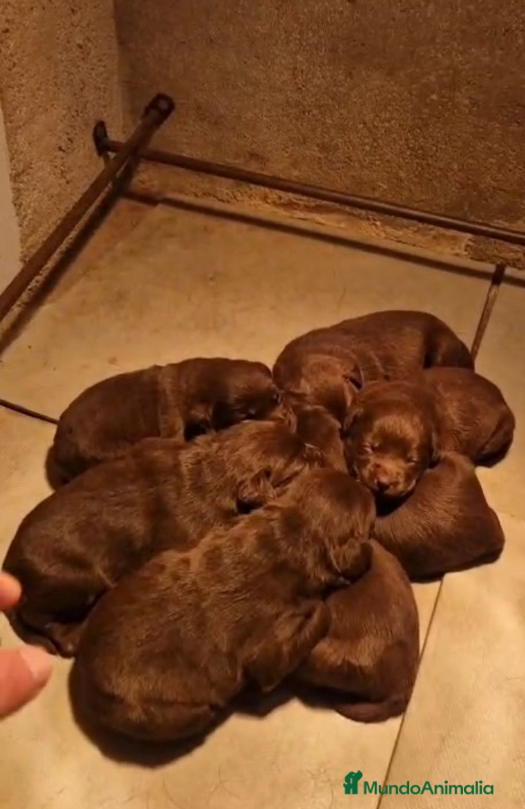 Labrador Retriever perros en venta: Labrador  - Anuncio 3