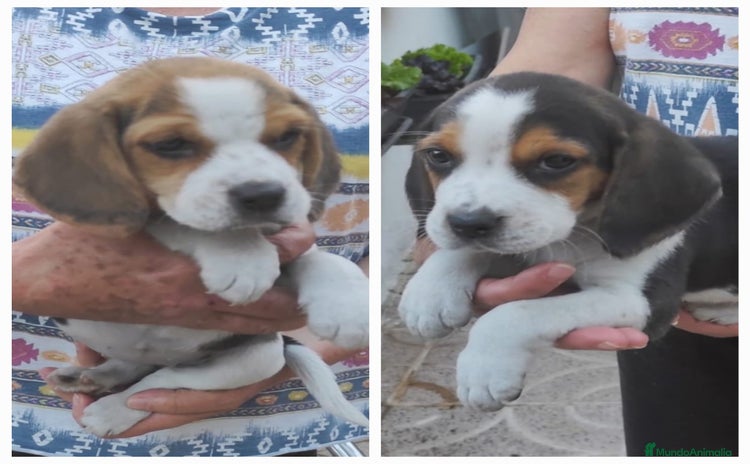 Beagle perros - Anuncio 2