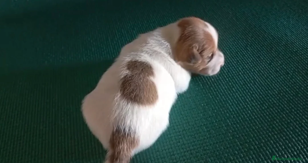 Jack Russell Terrier perros en venta: Camada de Jack russell en Cádiz - Anuncio 7