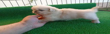 Pekinés 1