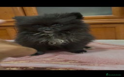 Pomerania perros en venta: Poo pomerania MICRO TOY  - Imagen 2