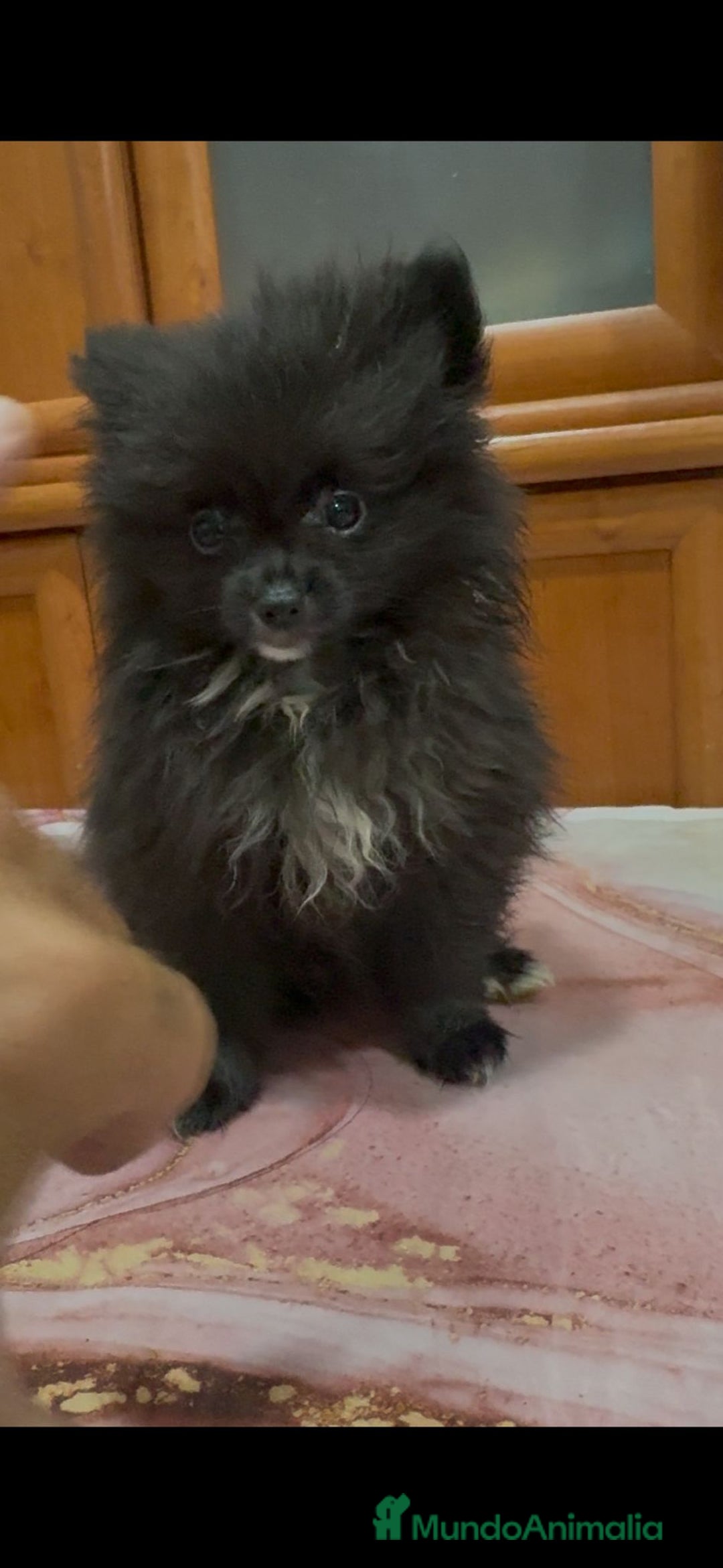 Pomerania perros en venta: Poo pomerania MICRO TOY  - Imagen 2